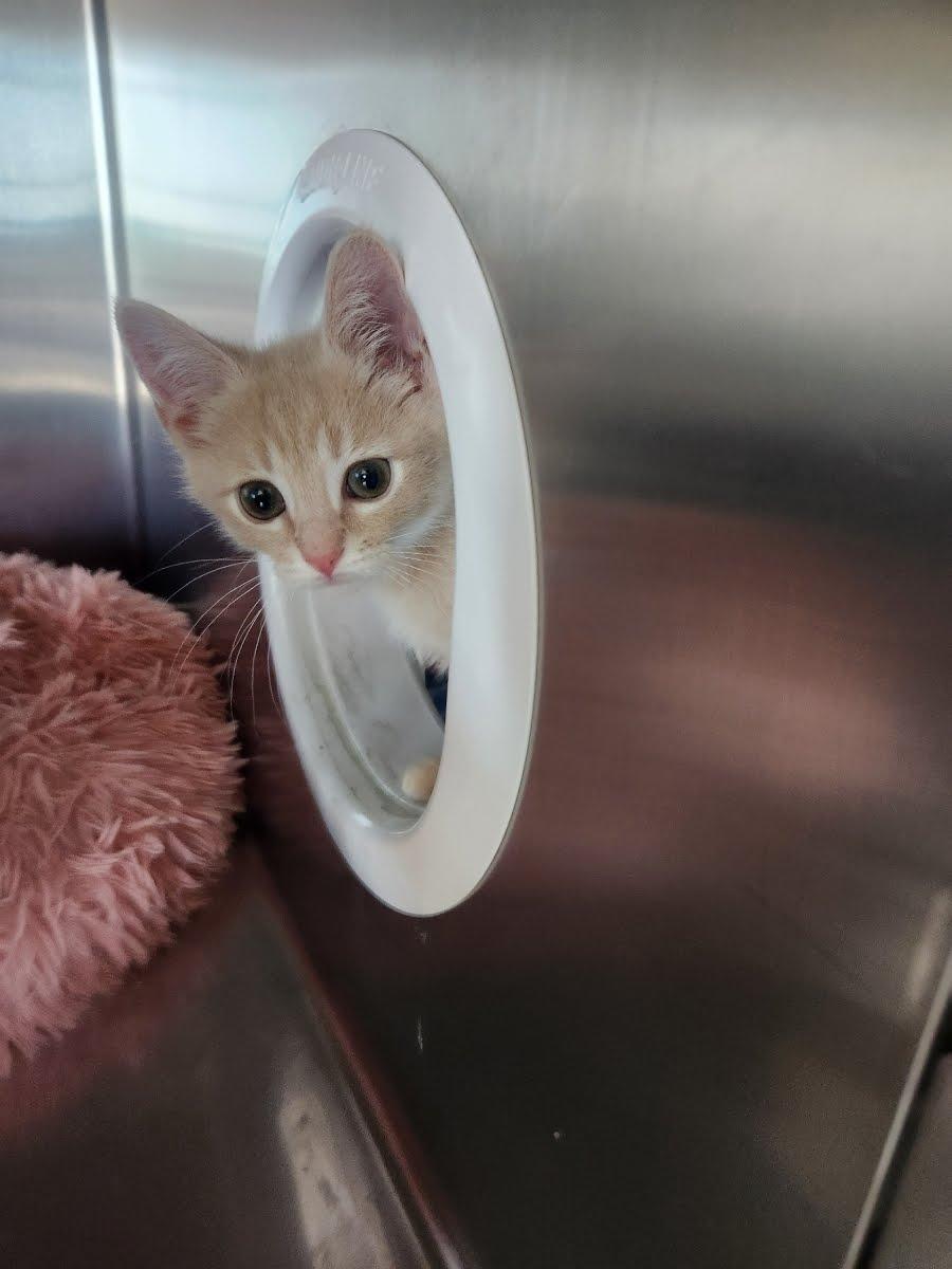 Roger, an adopted Domestic Short Hair in Greenback, TN image 2/2