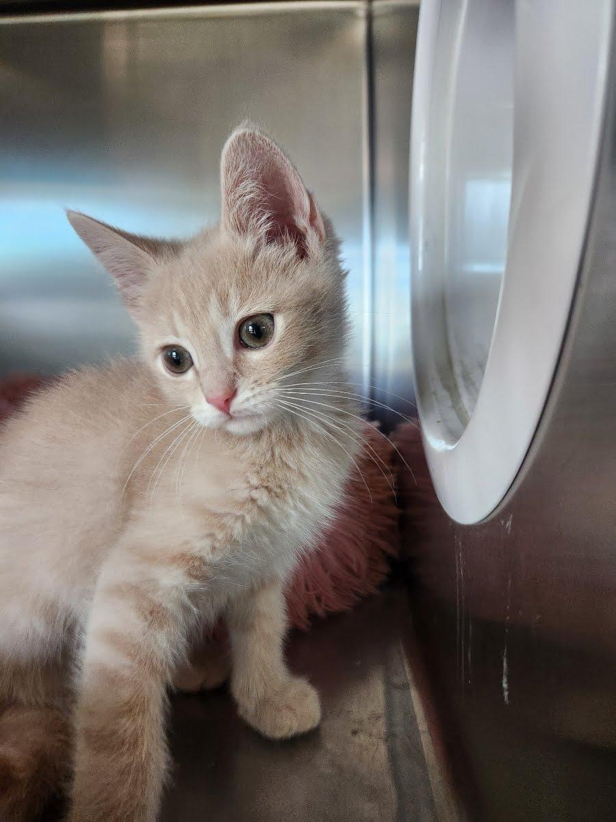 Roger, adopted, Kitten Male Domestic Short Hair.