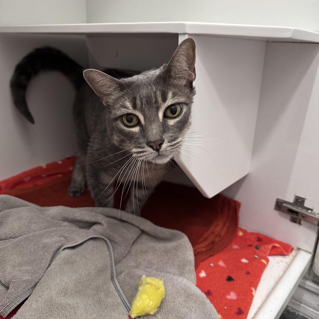 Baleen, Adoptable, Adult Female Domestic Short Hair.