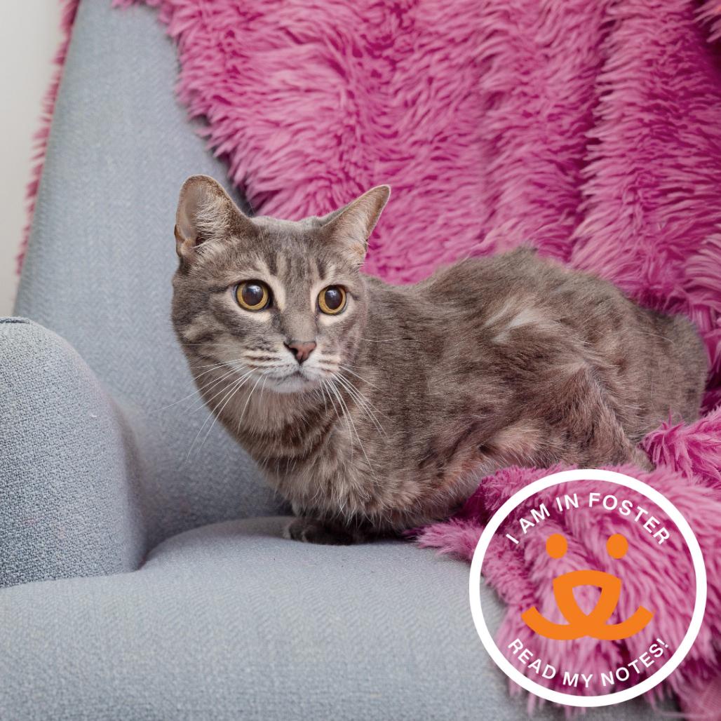 Enlarge Baleen, a Adoptable Domestic Short Hair in Los Angeles, CA image 2/2