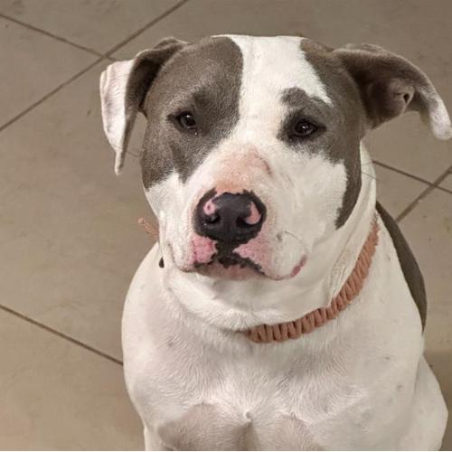 Enlarge Daisy, a Adoptable mixed breed in Hagerstown, MD image 1/2