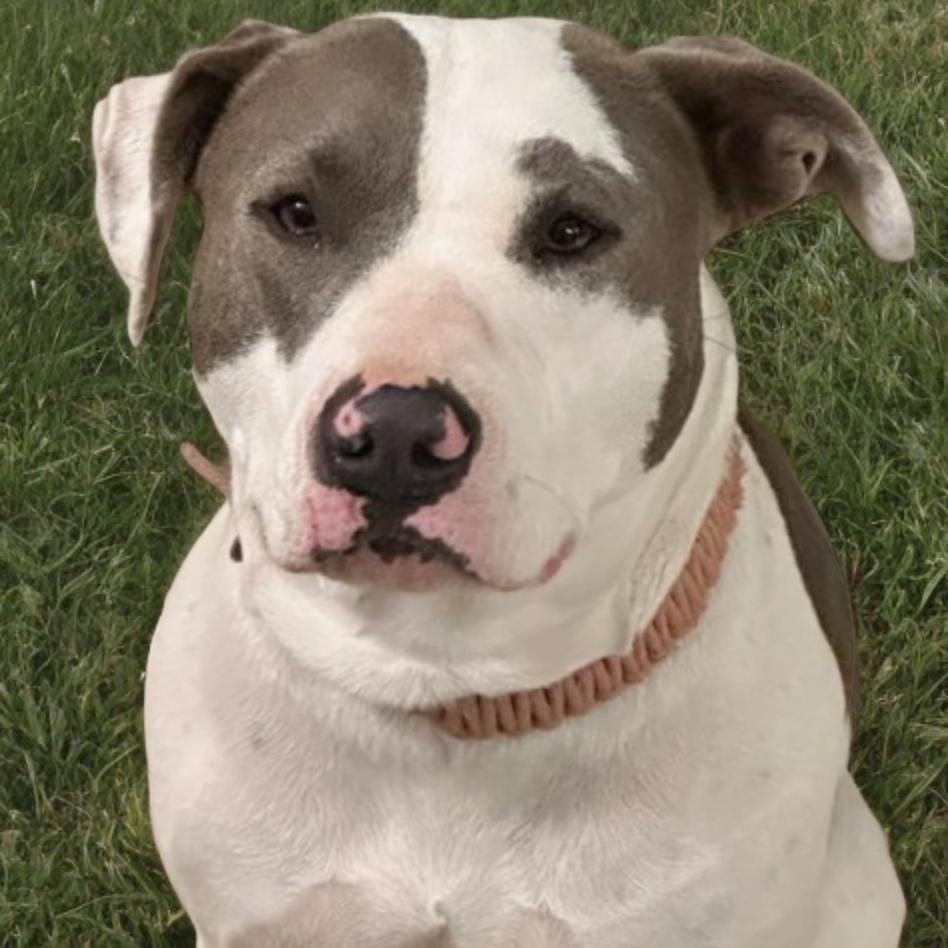 Enlarge Daisy, a Adoptable mixed breed in Hagerstown, MD image 2/2