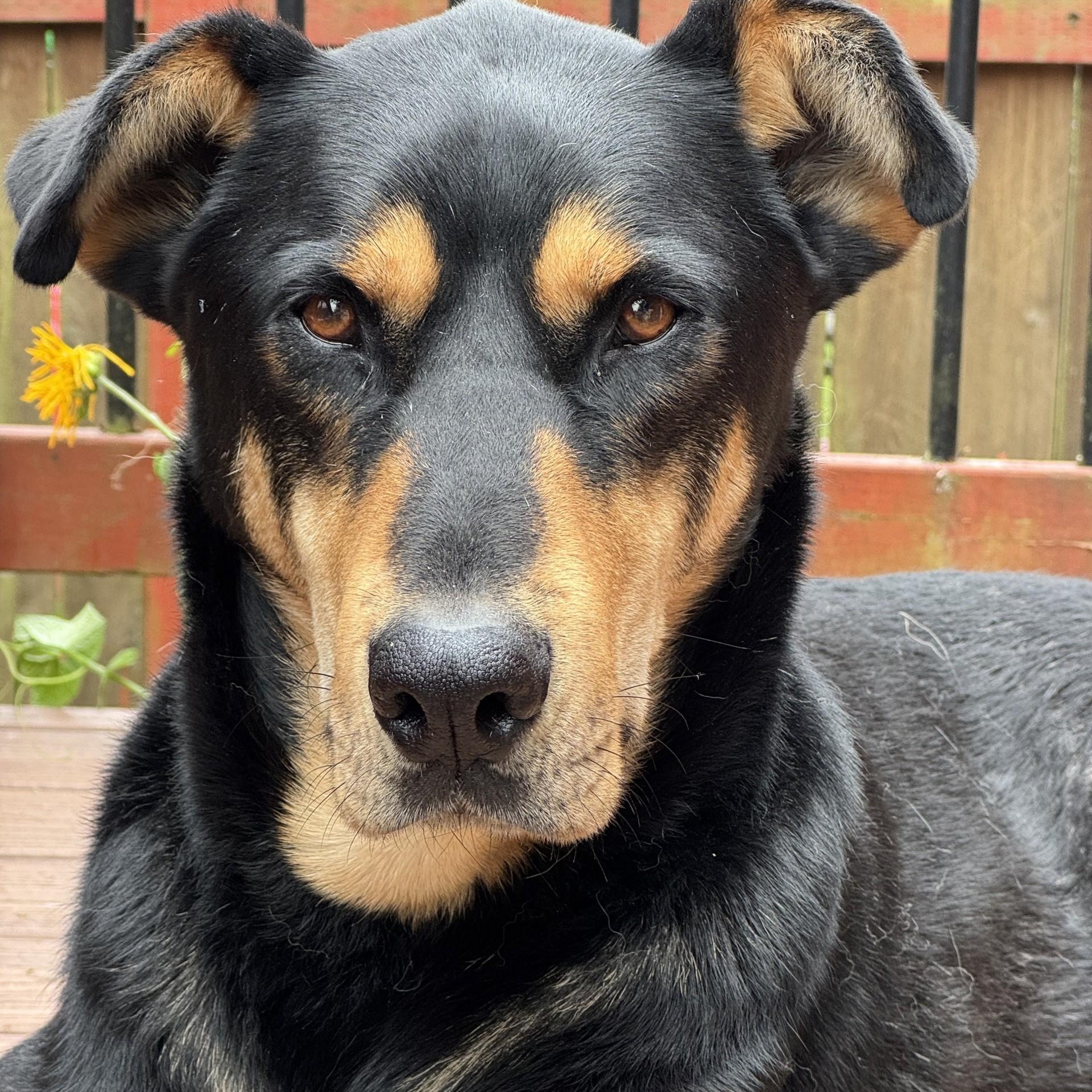 Hunter - Gentle Giant!, Adoptable, Adult Male Doberman Pinscher.