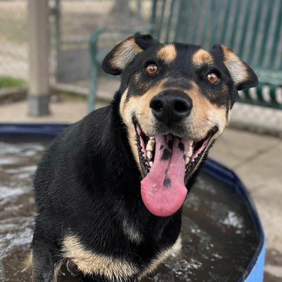 Hunter - Loving, Personable Guy!, a Adoptable mixed breed in Seattle, WA image 1/4