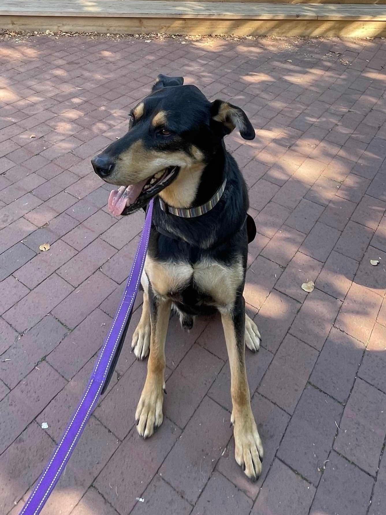 Hunter - Loving, Personable Guy!, a Adoptable mixed breed in Seattle, WA image 3/4