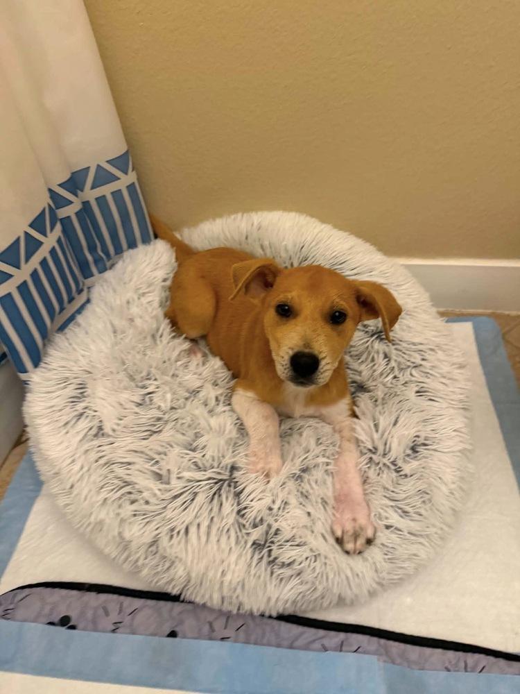 Enlarge Sassafras, a Adoptable mixed breed in Frisco, TX image 3/6
