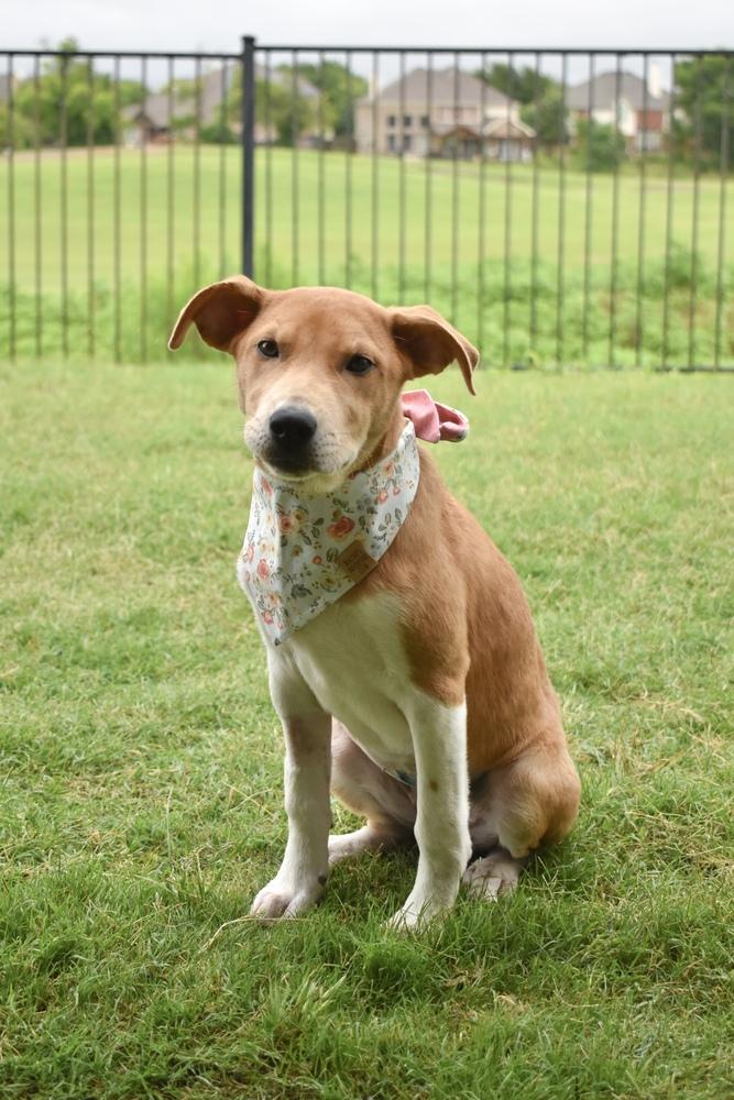 Enlarge Sassafras, a Adoptable mixed breed in Frisco, TX image 2/6