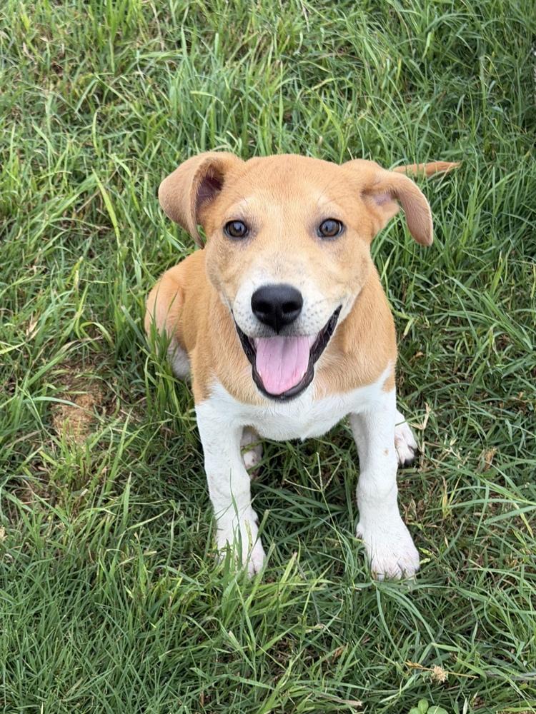 Enlarge Sassafras, a Adoptable mixed breed in Frisco, TX image 4/6