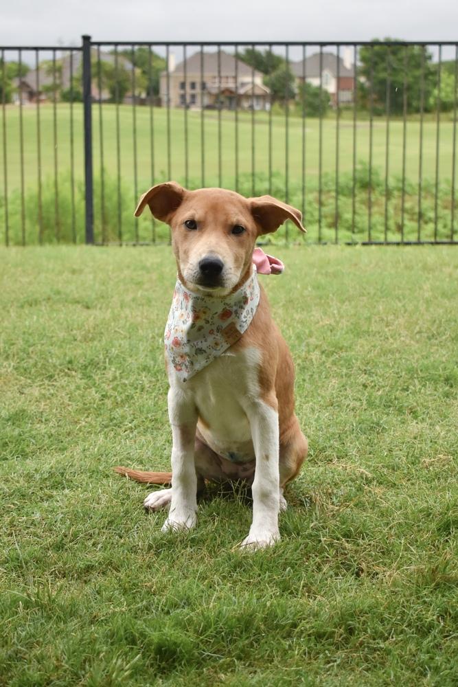 Enlarge Sassafras, a Adoptable mixed breed in Frisco, TX image 3/6