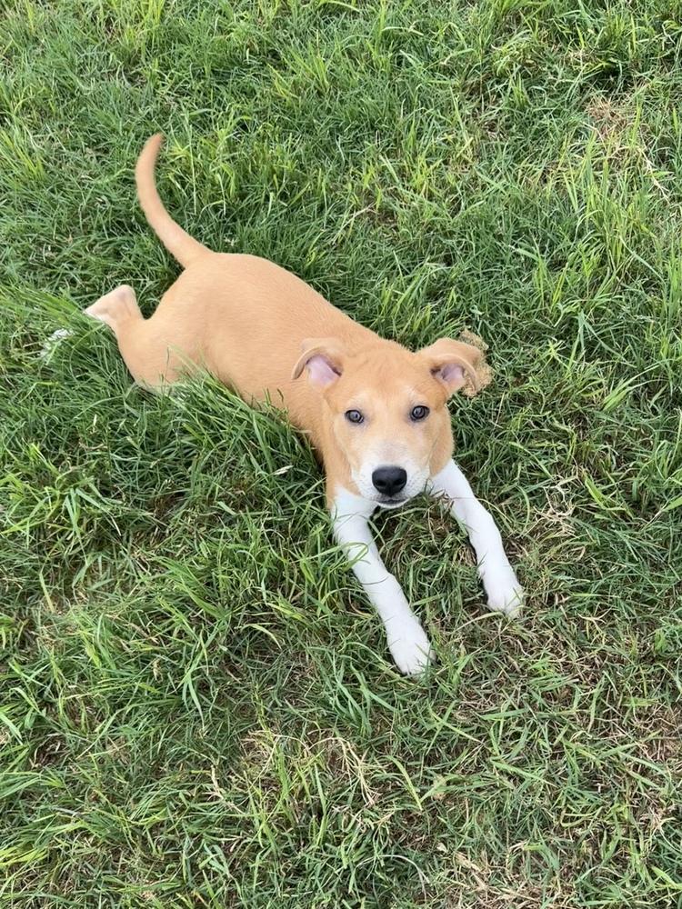 Enlarge Sassafras, a Adoptable mixed breed in Frisco, TX image 5/6