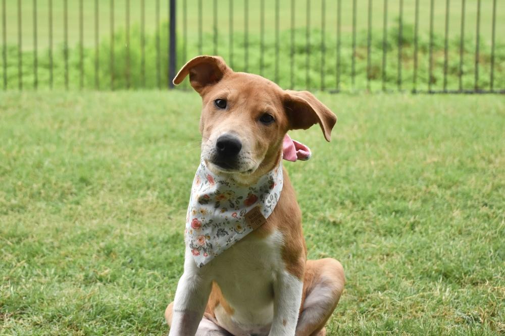 Enlarge Sassafras, a Adoptable mixed breed in Frisco, TX image 4/6