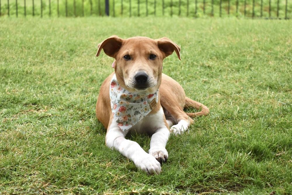 Enlarge Sassafras, a Adoptable mixed breed in Frisco, TX image 5/6