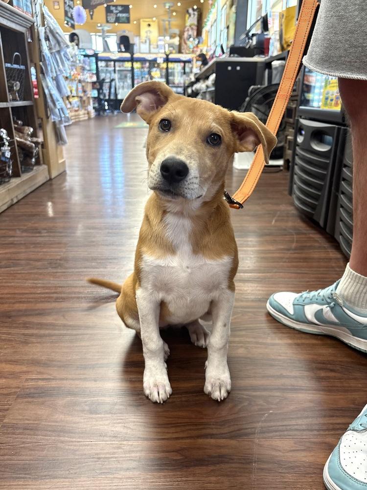 Enlarge Sassafras, a Adoptable mixed breed in Frisco, TX image 6/6