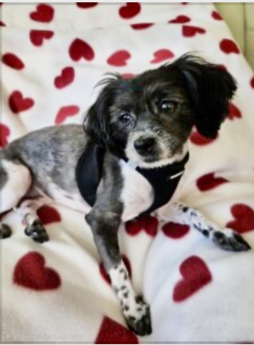 Petunia, ADOPTABLE, Puppy Female Malshi & Shih Tzu.
