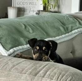Frankie, a ADOPTABLE mixed breed in Terrell, TX image 5/5