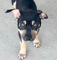Frankie, a ADOPTABLE mixed breed in Terrell, TX image 3/5