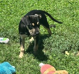Frankie, a ADOPTABLE mixed breed in Terrell, TX image 2/5