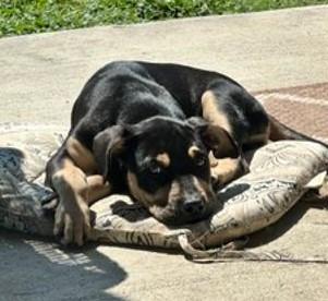 Frankie, a ADOPTABLE mixed breed in Terrell, TX image 4/5