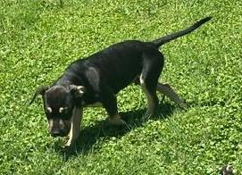 Frankie, ADOPTABLE, Young Male Doberman Pinscher & Mixed Breed.