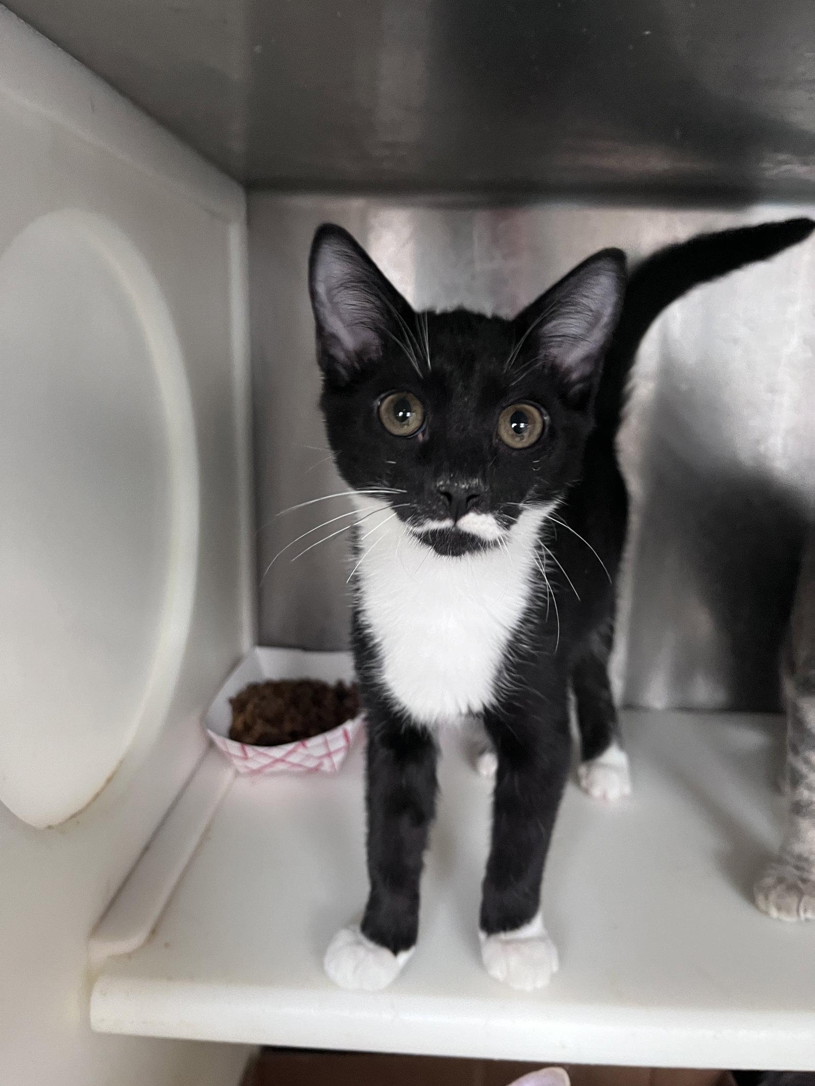 Enlarge Esther, a Adoptable mixed breed in Carrollton, GA image 3/3