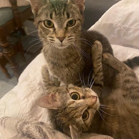 Enlarge Tink and Tinsel , a ADOPTABLE Domestic Short Hair in Fairfax, VA image 1/6