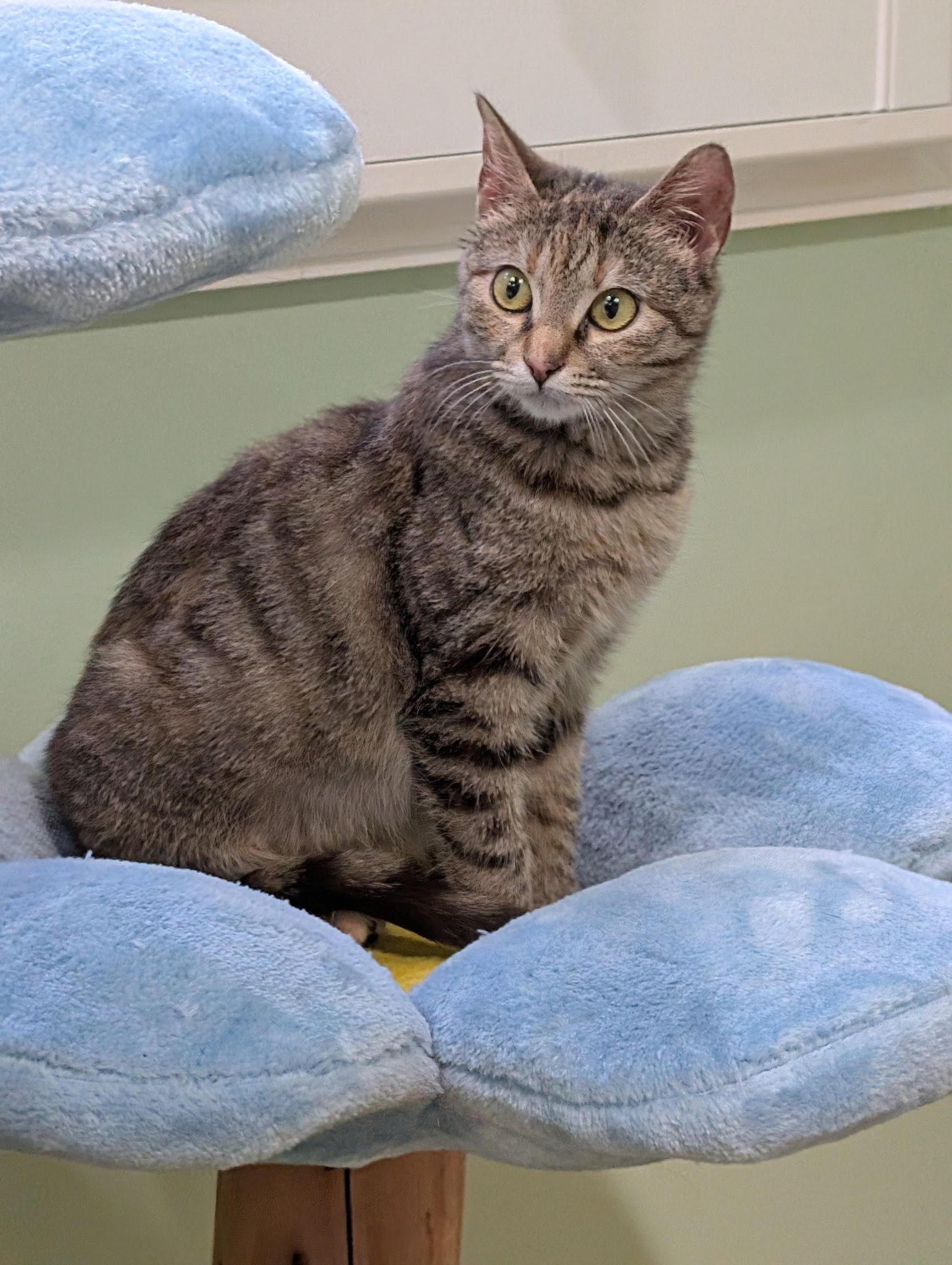 Enlarge Tink and Tinsel , a ADOPTABLE Domestic Short Hair in Fairfax, VA image 5/6