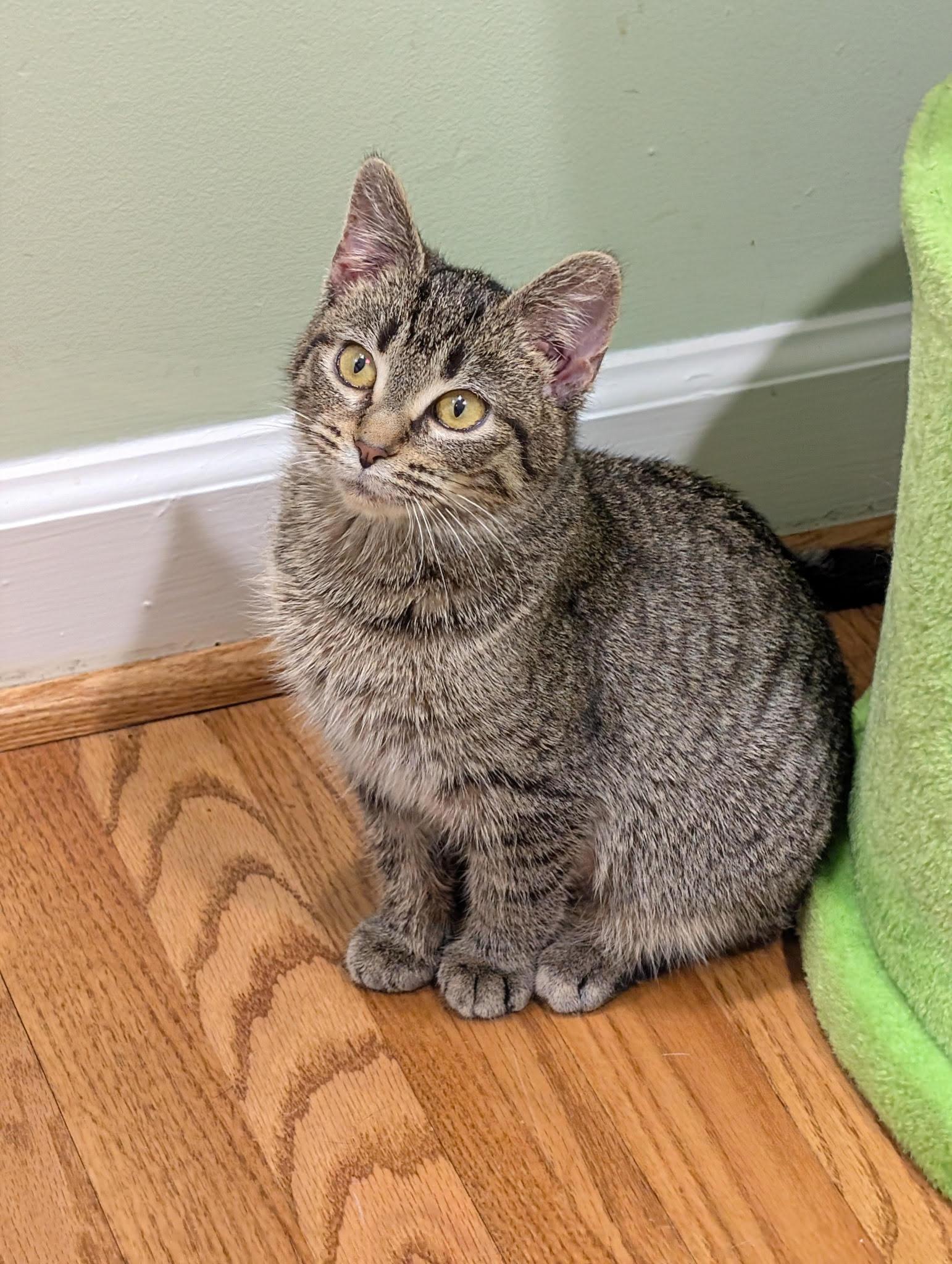 Enlarge Tink and Tinsel , a ADOPTABLE Domestic Short Hair in Fairfax, VA image 4/6