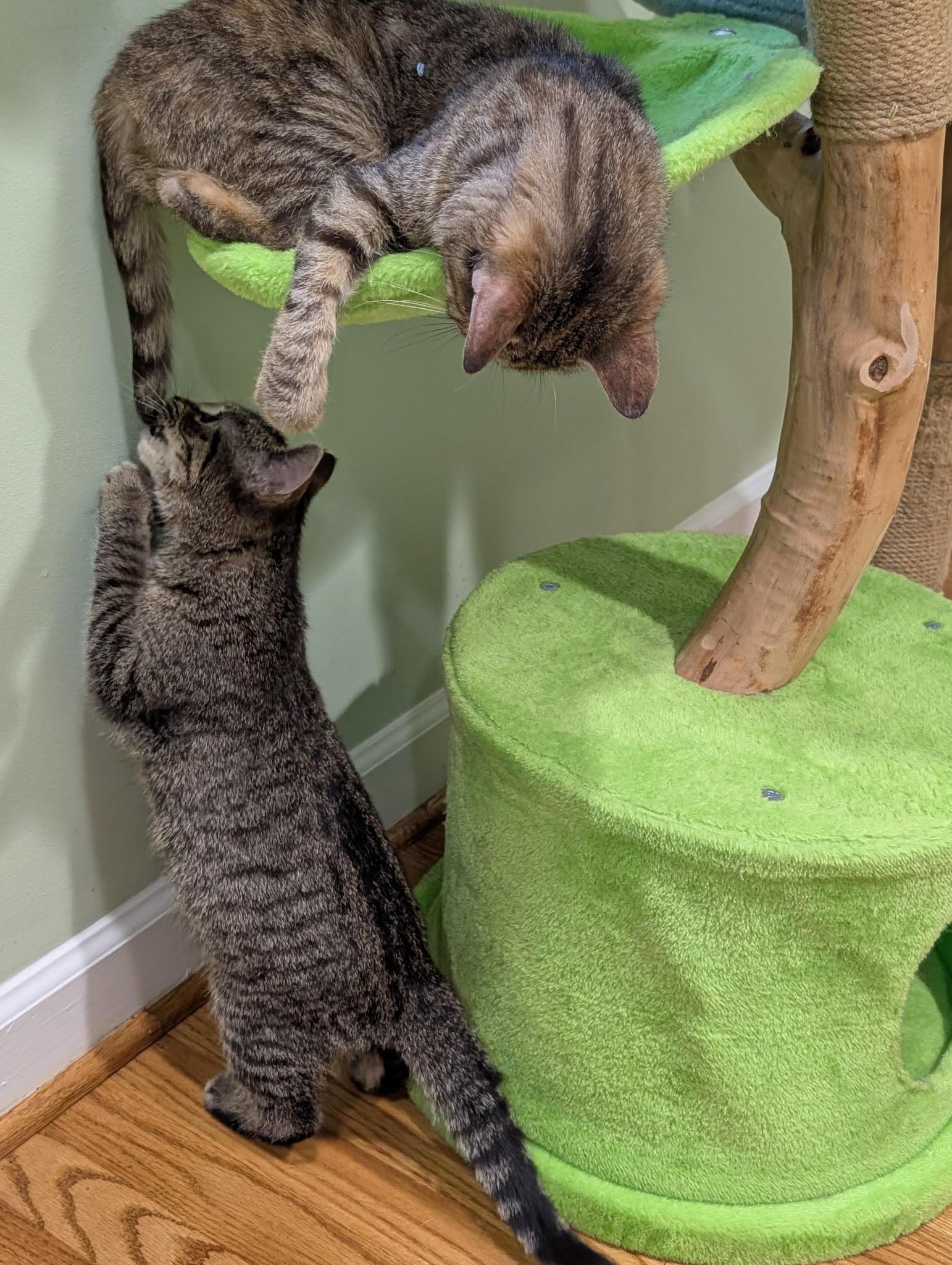 Enlarge Tink and Tinsel , a ADOPTABLE Domestic Short Hair in Fairfax, VA image 2/6