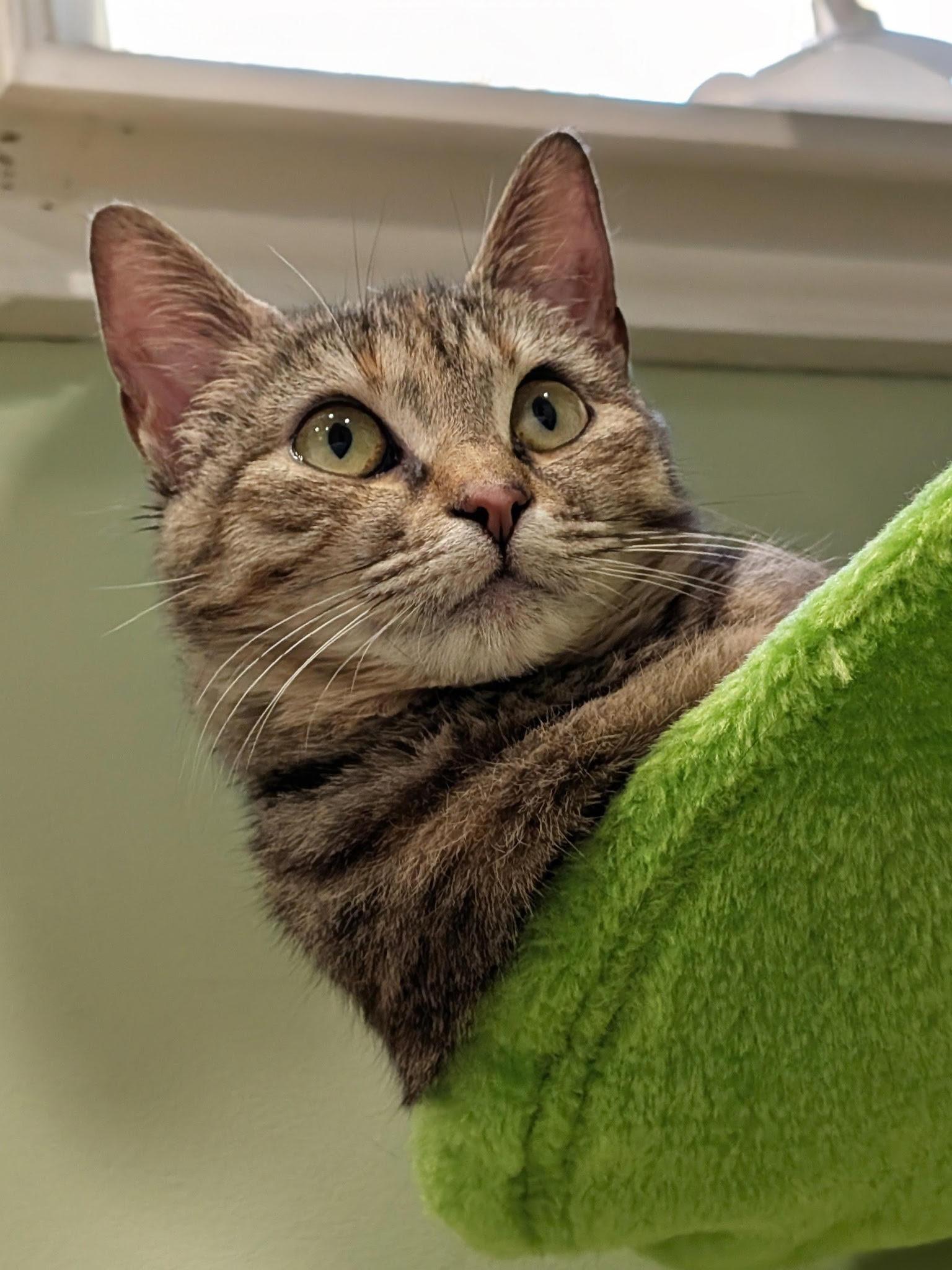 Enlarge Tink and Tinsel , a ADOPTABLE Domestic Short Hair in Fairfax, VA image 3/6