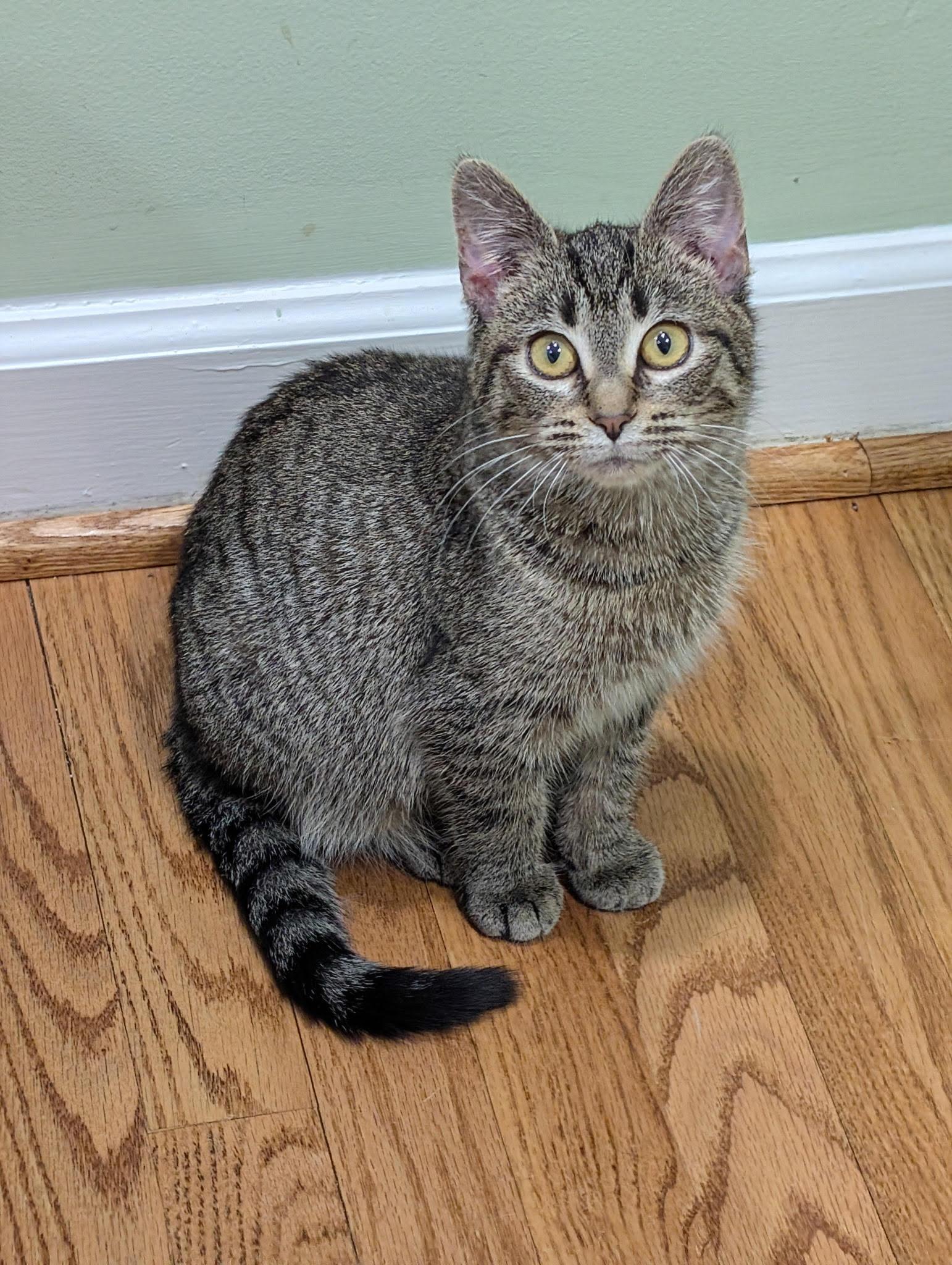 Enlarge Tink and Tinsel , a ADOPTABLE Domestic Short Hair in Fairfax, VA image 6/6