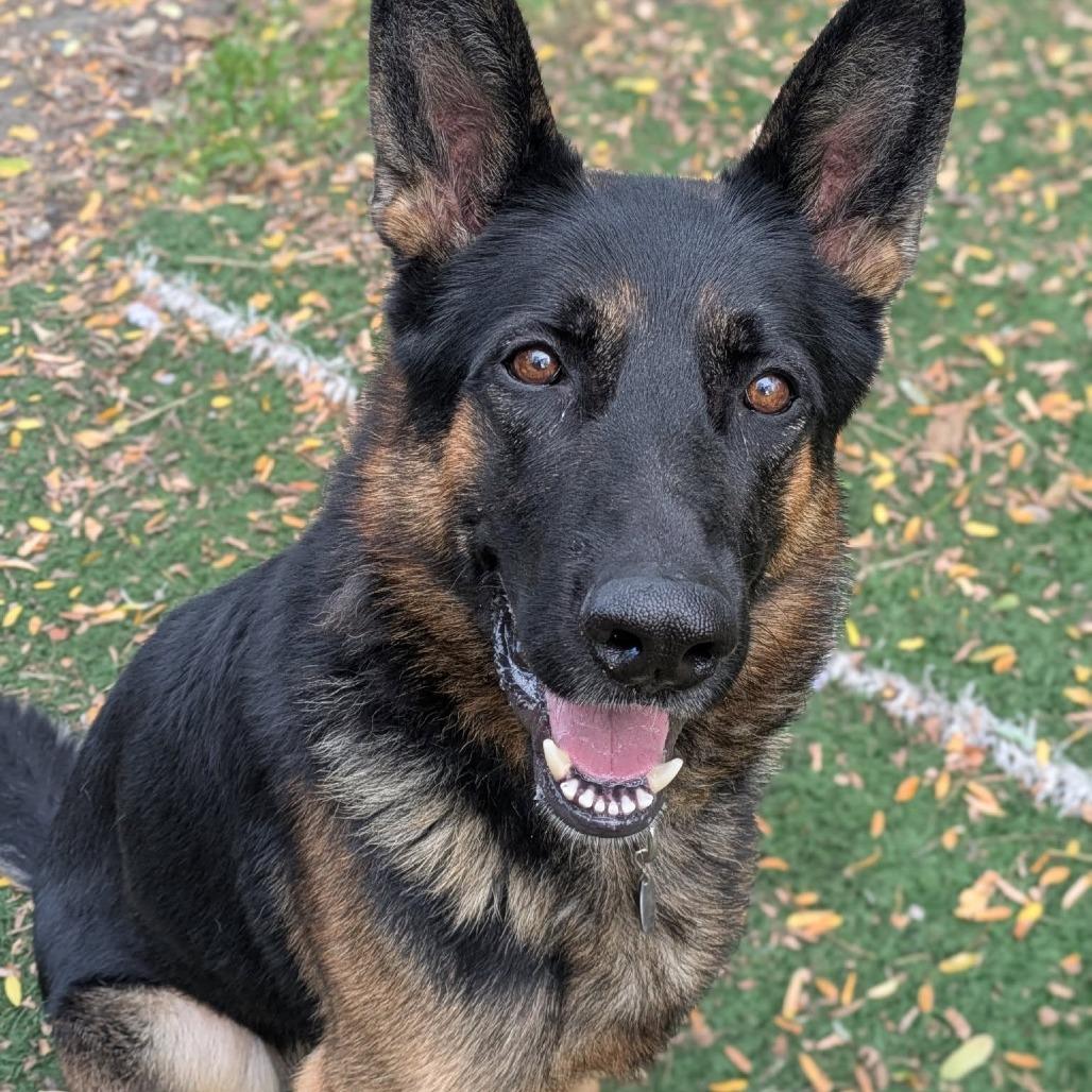 Sergei, a Adoptable German Shepherd Dog in Oak Park, IL image 1/2