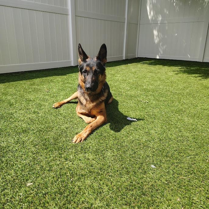 Sergei, a Adoptable German Shepherd Dog in Oak Park, IL image 2/2