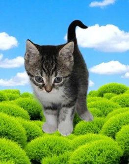 Twink, Adopted, Young Male Domestic Short Hair.