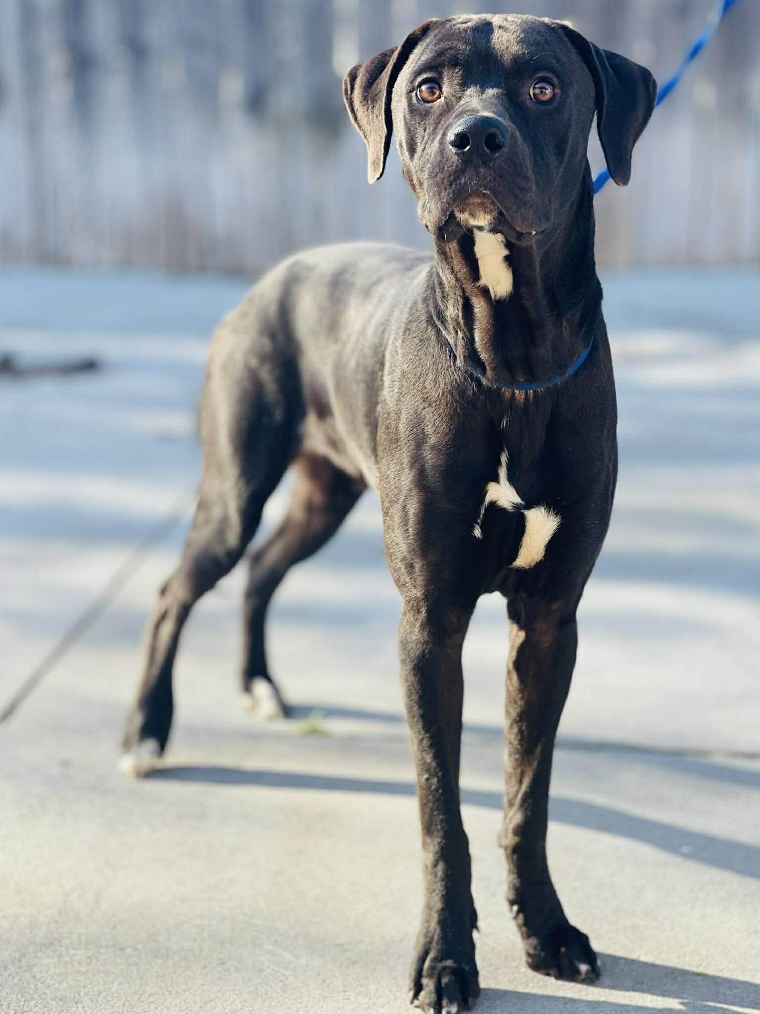 Enlarge AC-4294 "Jupiter", a ADOPTABLE mixed breed in Conyers, GA image 1/1