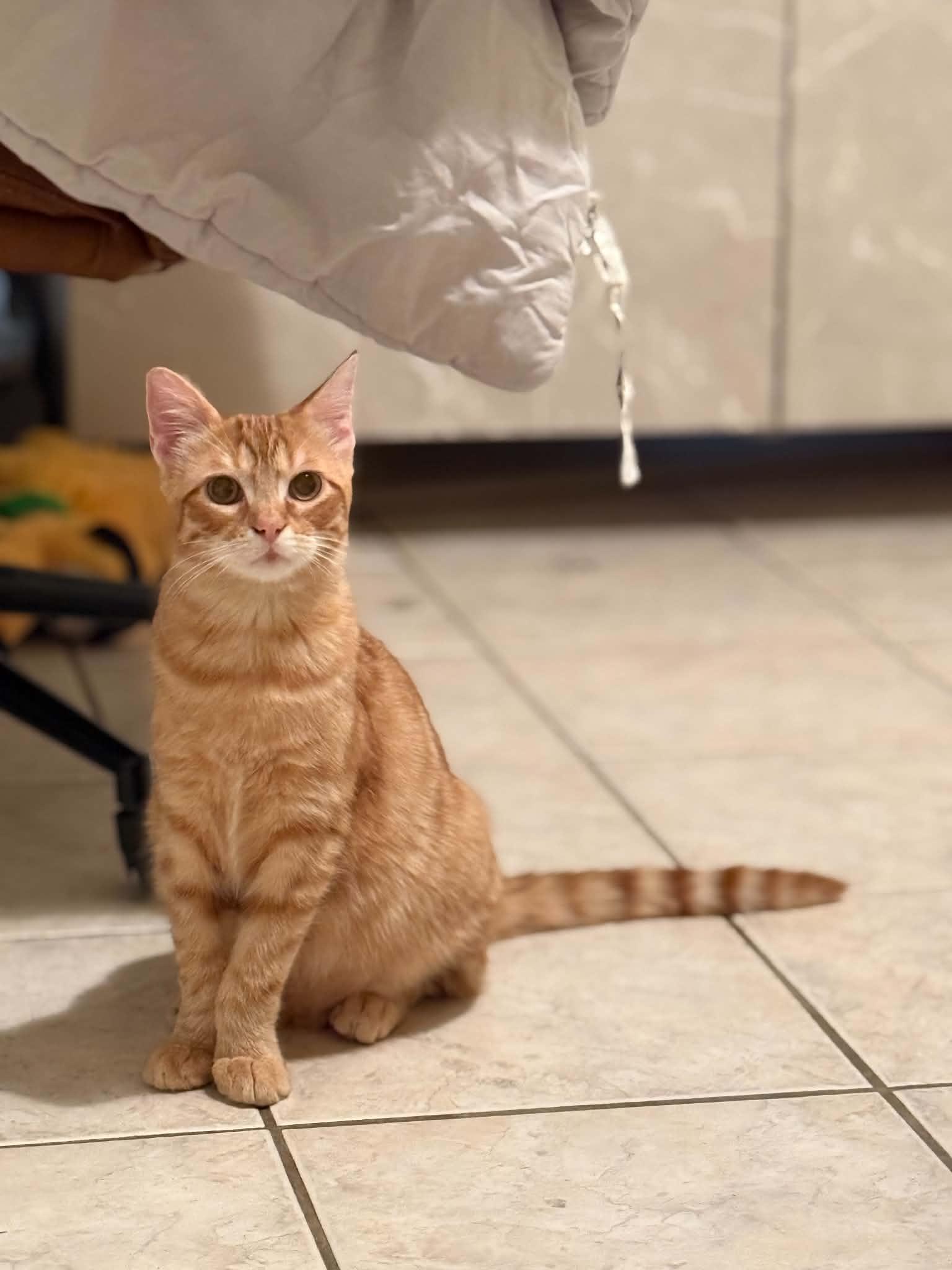 Twinkie, Adoptable, Young Male Domestic Short Hair.
