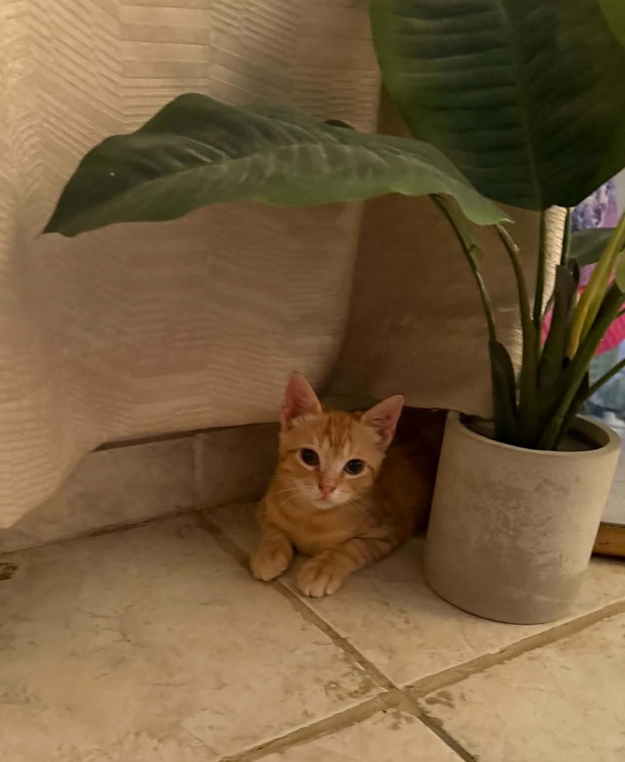 Twinkie, ADOPTABLE, Young Male Domestic Short Hair.