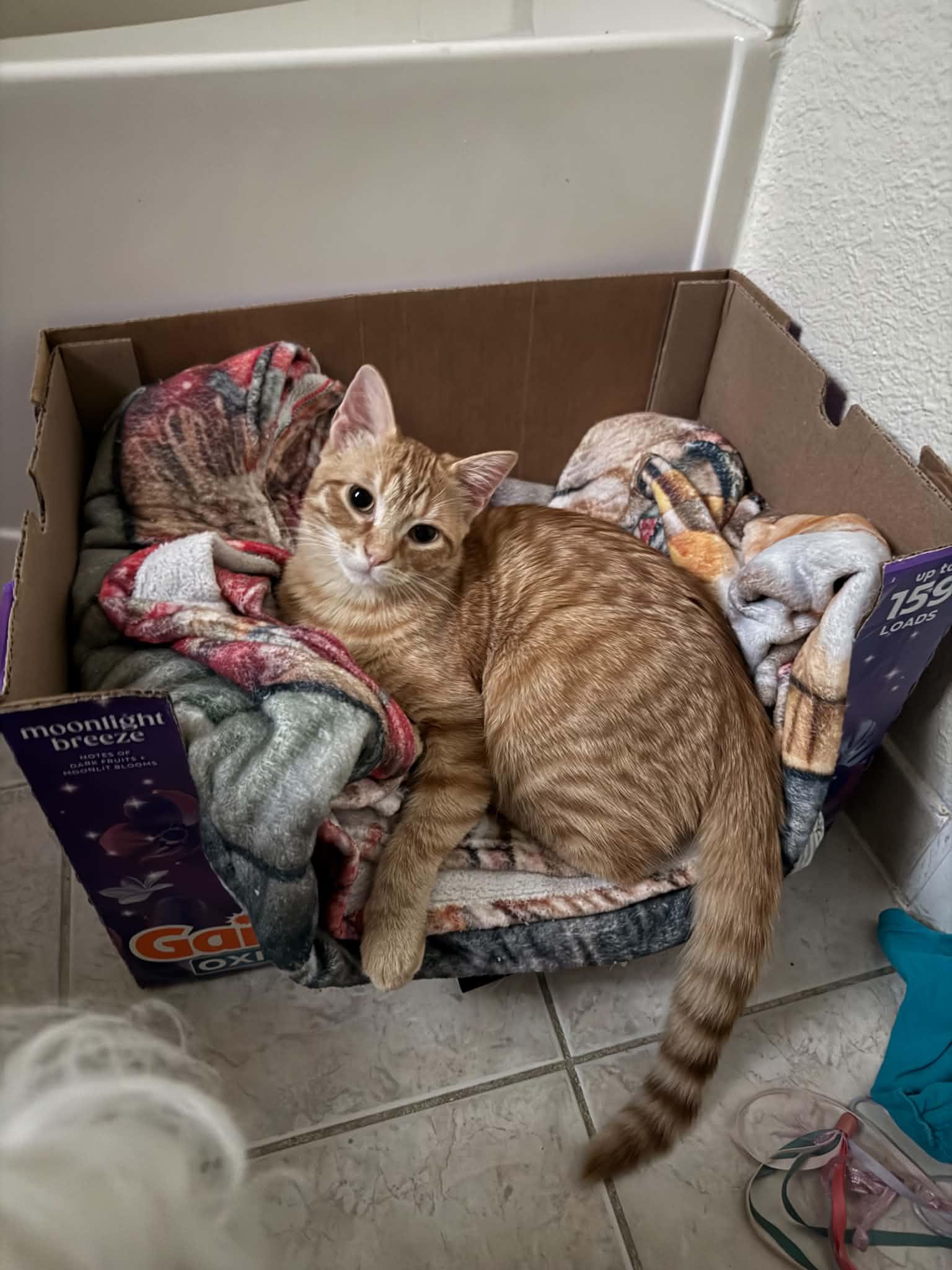 Enlarge Twinkie, a Adoptable Domestic Short Hair in Mansfield, TX image 3/3
