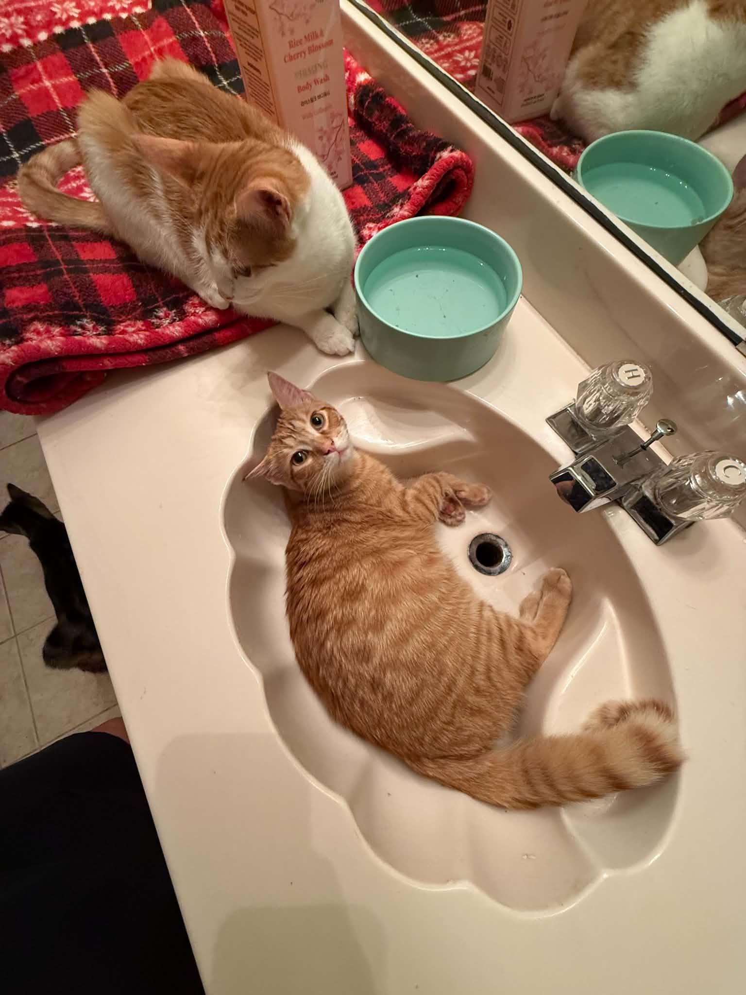 Enlarge Twinkie, a Adoptable Domestic Short Hair in Mansfield, TX image 2/3