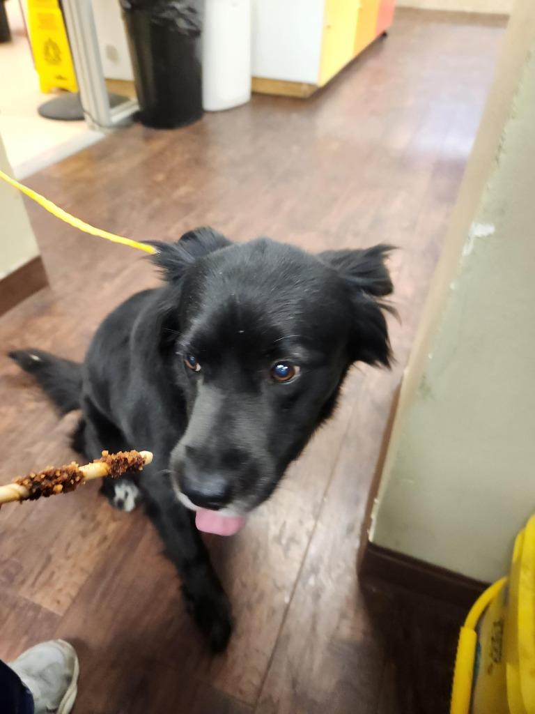 Dog Kennel #2 Bella, Adoptable, Senior Female Border Collie.