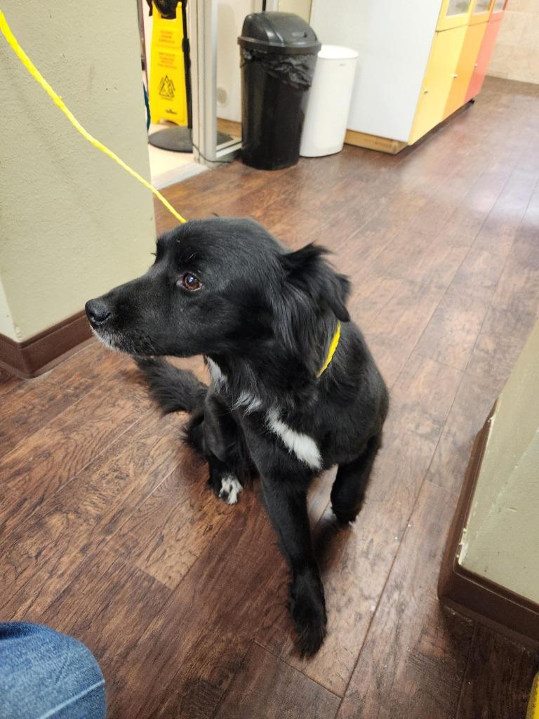 Enlarge Dog Kennel #2 Bella, a Adoptable Border Collie in Greenville, TX image 2/4