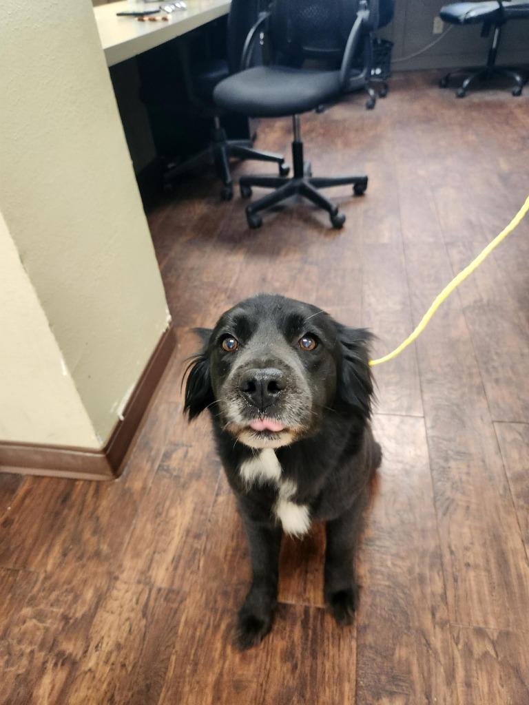 Enlarge Dog Kennel #2 Bella, a Adoptable Border Collie in Greenville, TX image 3/4