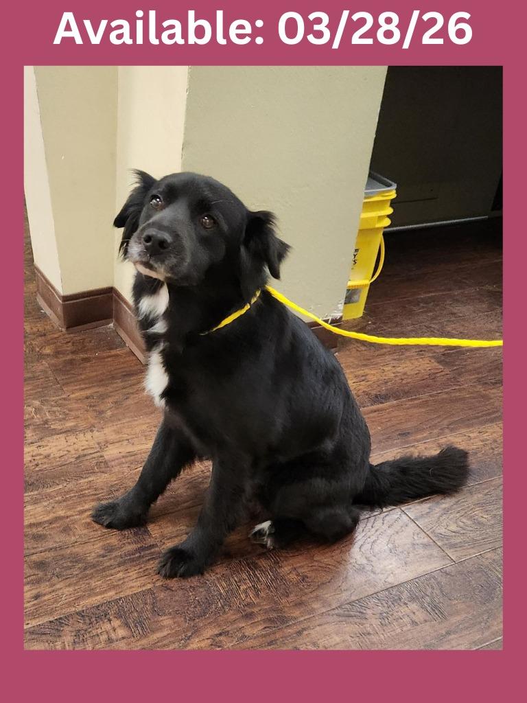 Enlarge Dog Kennel #2 Bella, a Adoptable Border Collie in Greenville, TX image 4/4