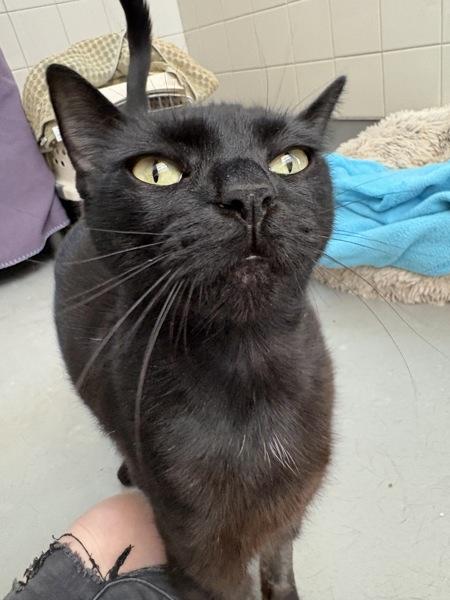 Cemani, Adoptable, Adult Female Domestic Short Hair.