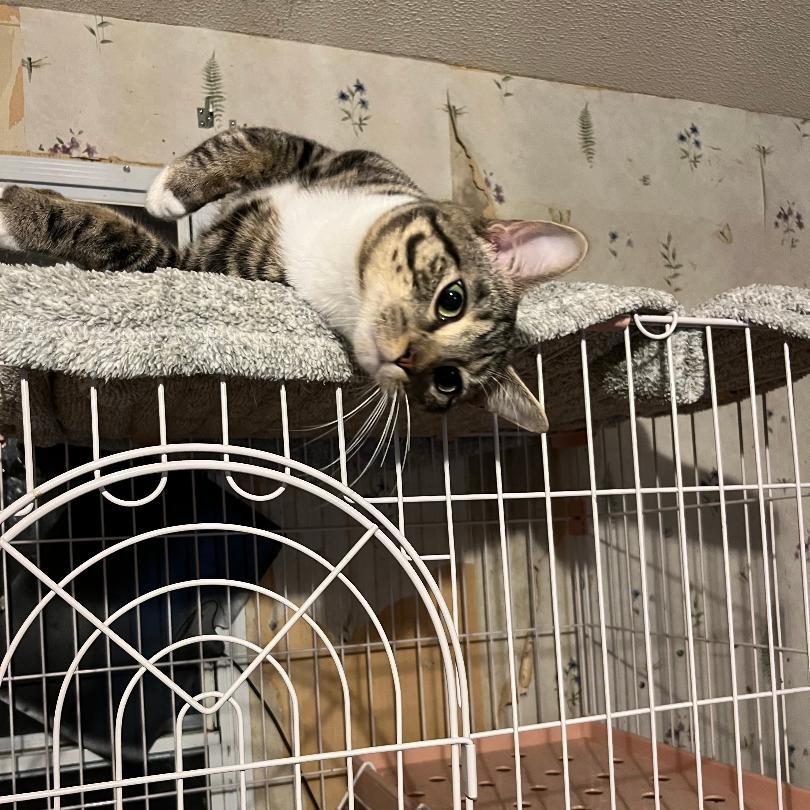 Unk, a Adoptable Domestic Short Hair in Buffalo, MN image 1/3