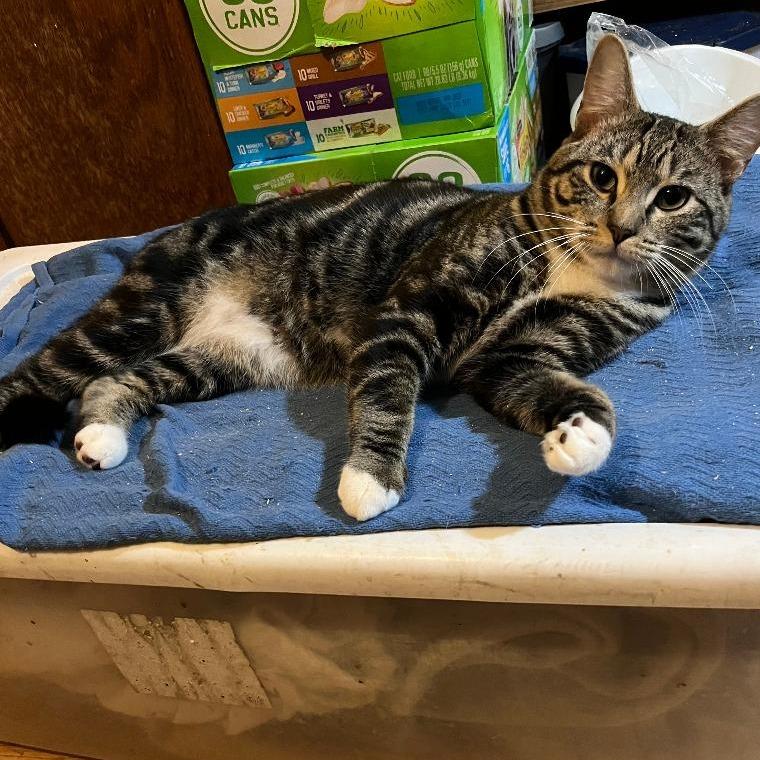 Unk, a Adoptable Domestic Short Hair in Buffalo, MN image 2/3