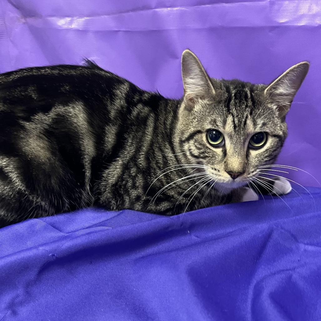 Unk, a Adoptable Domestic Short Hair in Buffalo, MN image 3/3