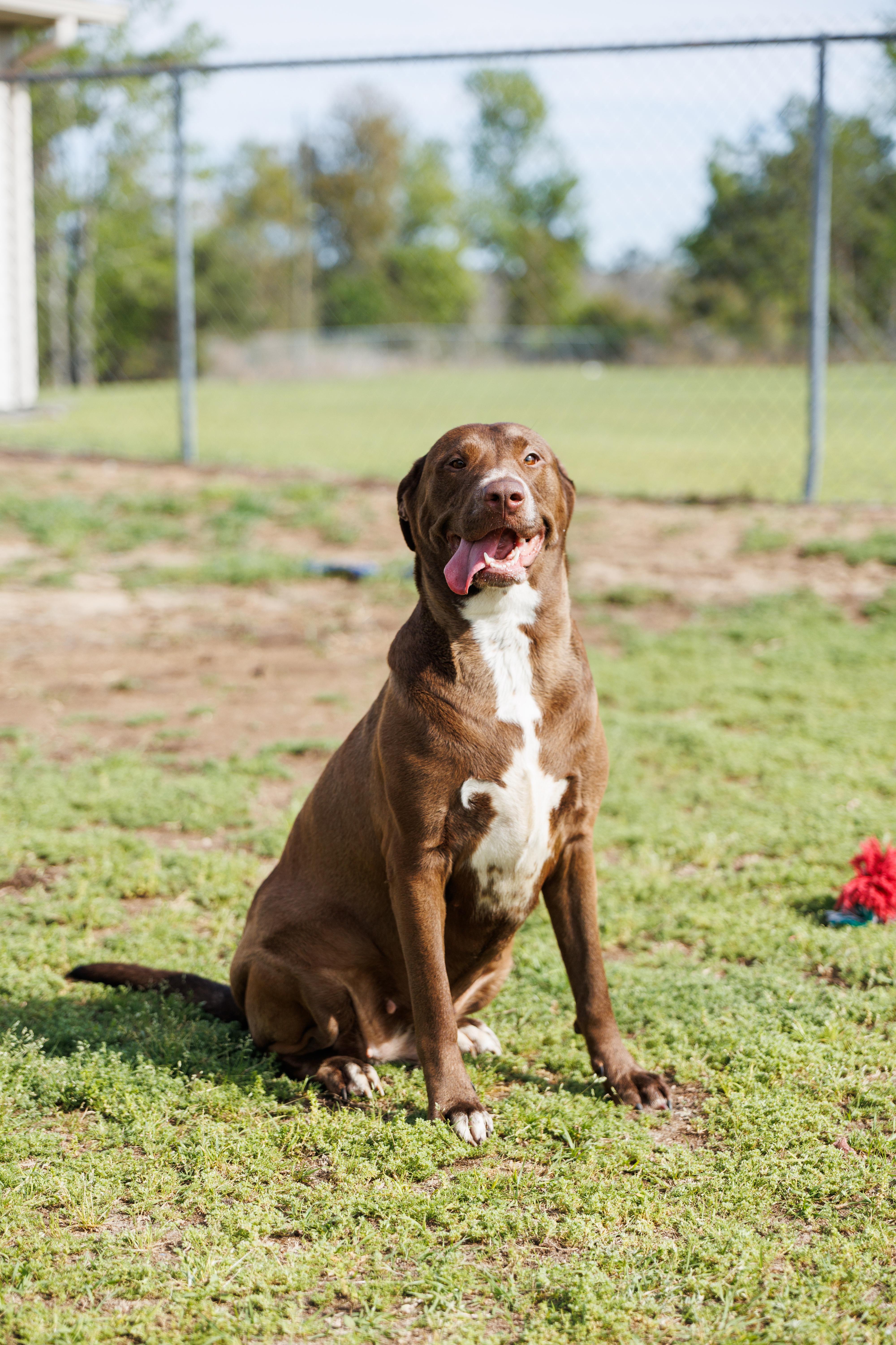 CoCo, ADOPTABLE, Young Female Labrador Retriever.