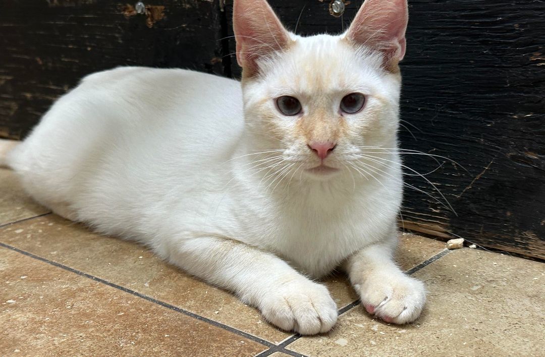 Enlarge FALKOR, a Adoptable mixed breed in HEMET, CA image 2/6