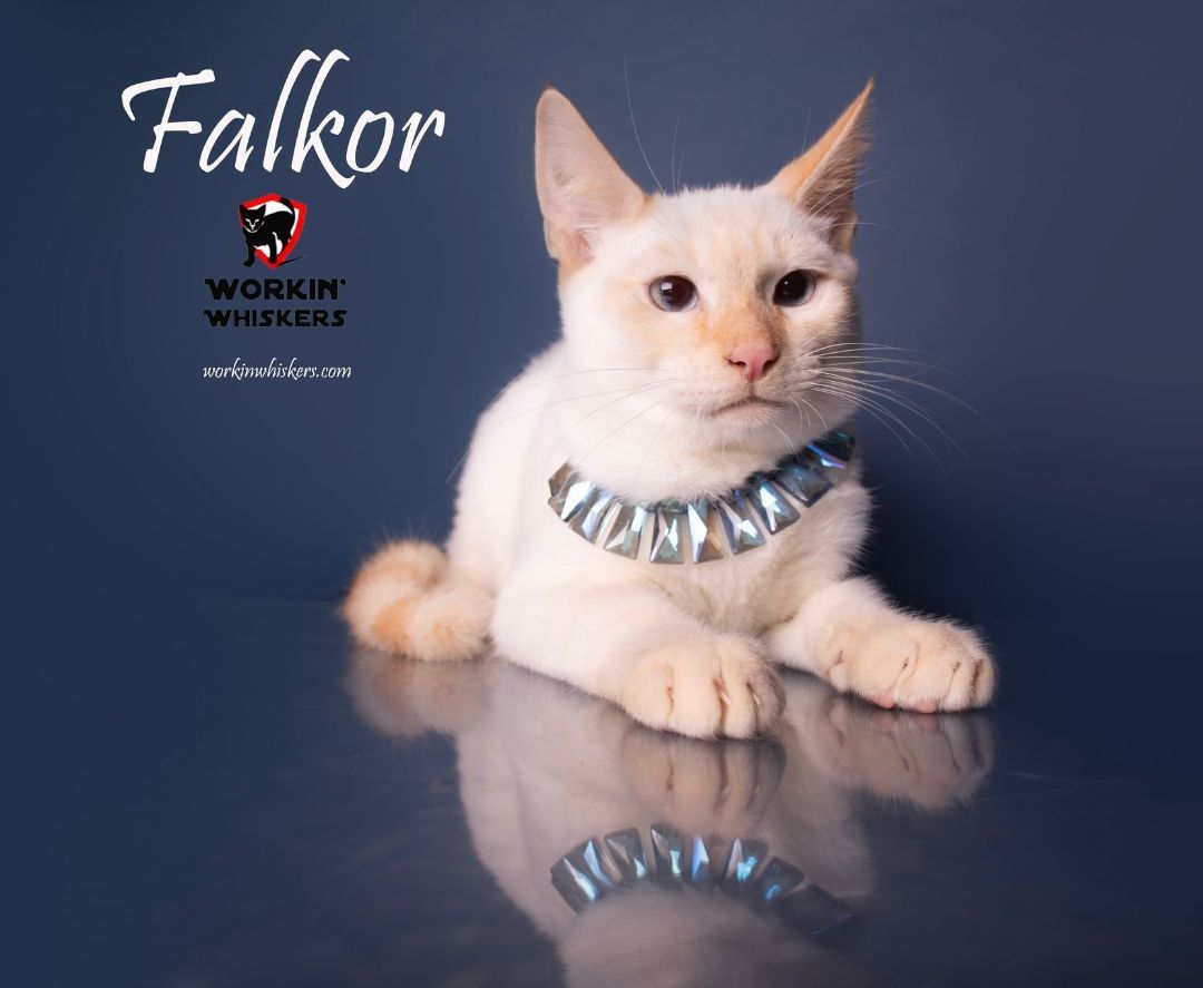 Enlarge FALKOR, a Adoptable mixed breed in HEMET, CA image 5/6