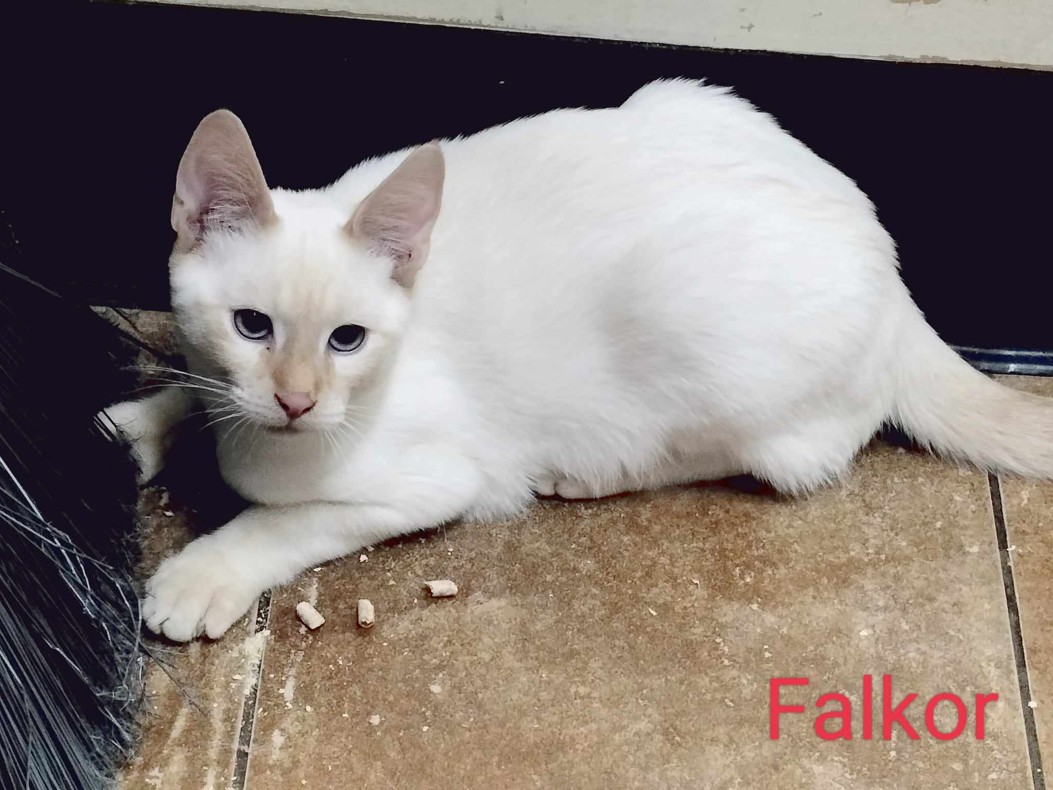 Enlarge FALKOR, a Adoptable mixed breed in HEMET, CA image 4/6